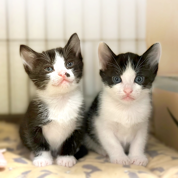 龍脈の精髄 ― クラスター「細針の聖域」保護猫活動支援 保護猫日☆ご支援ありがとうございます♥️ | harappaの保護猫日記☆