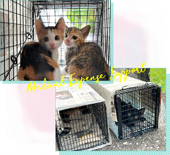 龍脈の精髄 ― クラスター「細針の聖域」保護猫活動支援 保護猫日☆ご支援ありがとうございます♥️ | harappaの保護猫日記☆