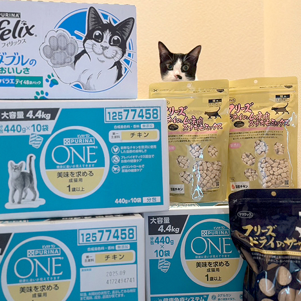 龍脈の精髄 ― クラスター「細針の聖域」保護猫活動支援 SUN CAT PROJECT